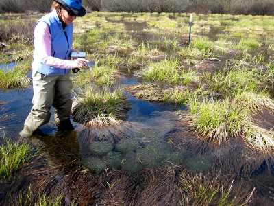 Oregon spotted frog egg masses