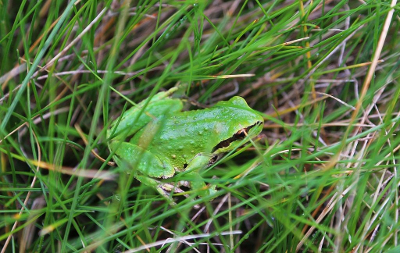 pacific chorus frog