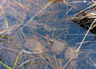 pacific chorus frog egg masses