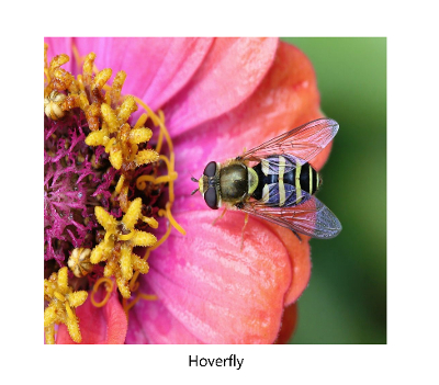 hoverfly pollinating a flower