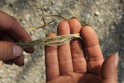 Cordage: Making Natural Rope