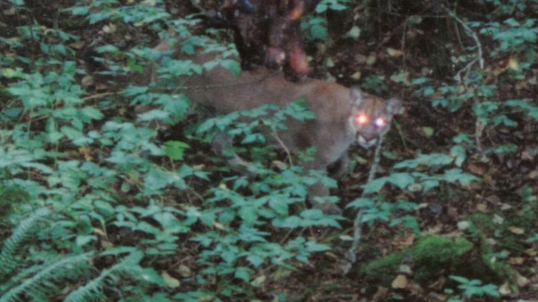 cougar on motion camera