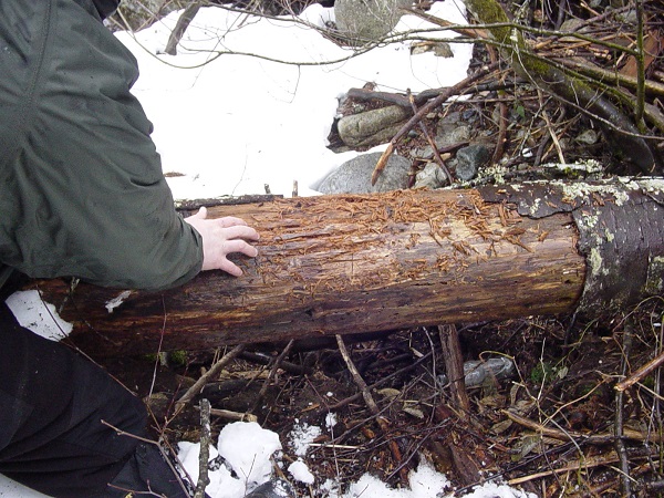 cougar scratched log