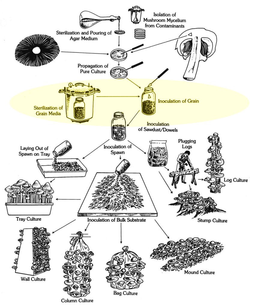 diagram of mushroom cultivation methods