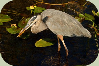 Plants for ponds gbh