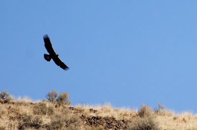 eagle soaring