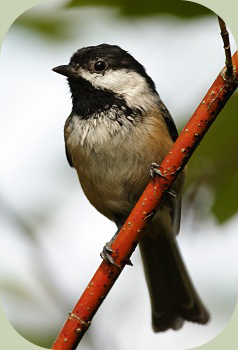 black capped chickadee