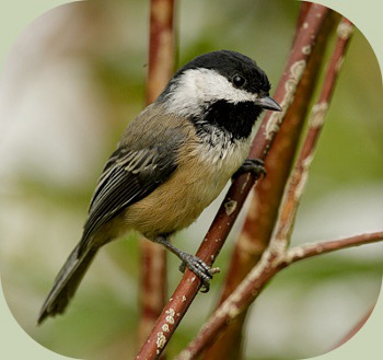 black capped chickadee