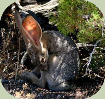 blacktailed jackrabbit