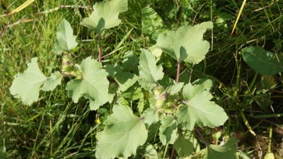 burdock leaves