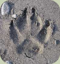 whats the difference between coyote and dog tracks