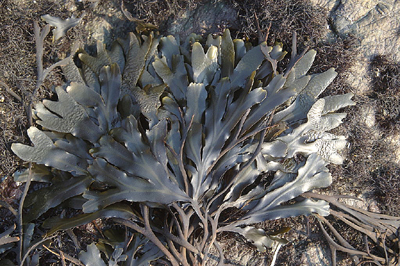 fucus seaweed