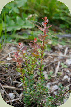 evergreen huckleberry