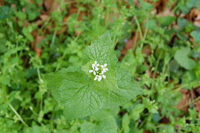 invasive plant species