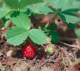 how to grow strawberries