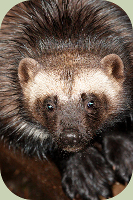 Recognizing Wolverine Habitat